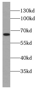 HMGXB4 antibody|HMGXB4抗体