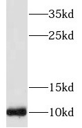 SERP1 antibody|SERP1抗体
