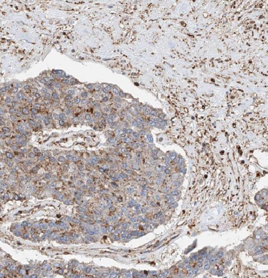 EEF1B2 antibody|EEF1B2抗体 FNab0