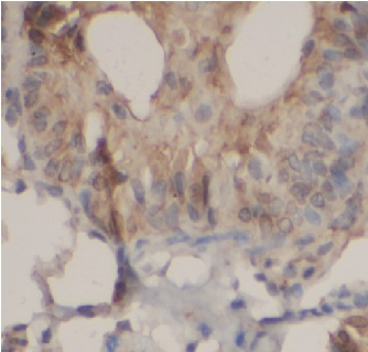 CASP8 antibody|CASP8抗体 FNab100