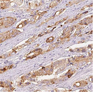 ATG12 antibody|ATG12抗体 FNab006