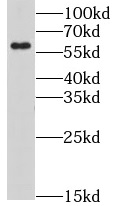 LY6G6F antibody|LY6G6F抗体
