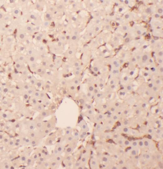 RPL6 antibody|RPL6抗体