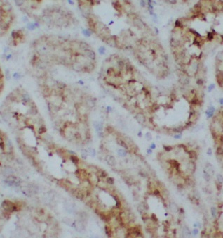 UNC45A antibody|UNC45A抗体 FNab0