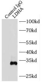 REG3G antibody|REG3G抗体