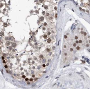 NR1I2 antibody|NR1I2抗体