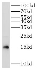MRPS17 antibody|MRPS17抗体
