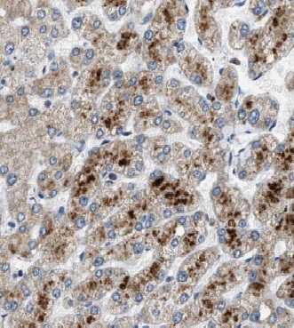 CYP2C8 antibody|CYP2C8抗体
