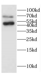 CERCAM antibody|CERCAM抗体