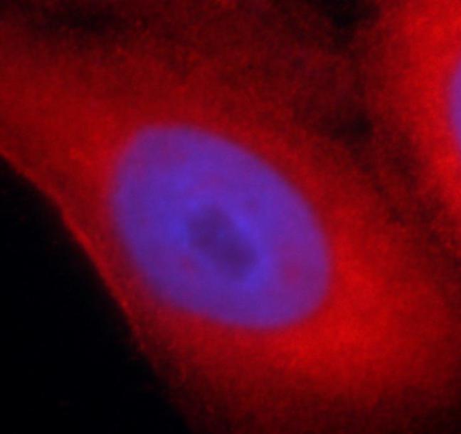 SYNM antibody|SYNM抗体