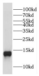 COX16 antibody|COX16抗体