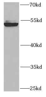 RUVBL2 antibody|RUVBL2抗体