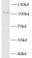 UNC45A antibody|UNC45A抗体 FNab0