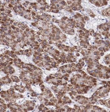 PSMA3 antibody|PSMA3抗体
