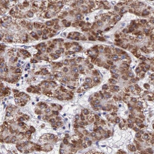 PGD antibody|PGD抗体