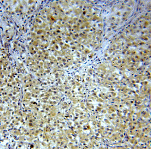 FNIP1 antibody|FNIP1抗体