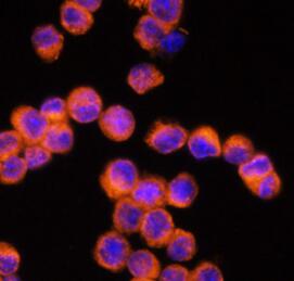 NLRP3 antibody|NLRP3抗体 FNab101