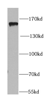 PER1 antibody|PER1抗体