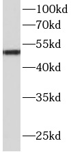 AGT antibody|AGT抗体 FNab00395