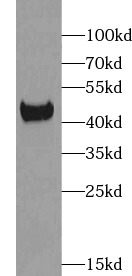 ERK1/2 antibody|ERK1/2抗体 FNab0