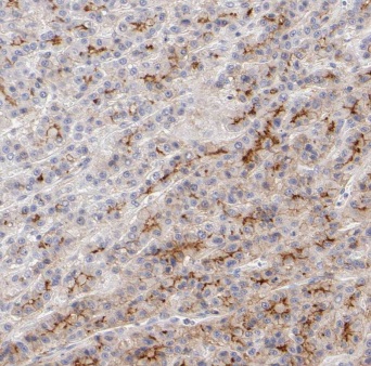 Dpysl3 antibody|Dpysl3抗体 FNab0