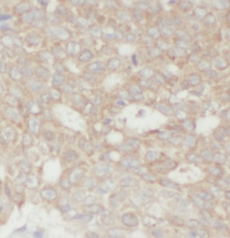 WWTR1 antibody|WWTR1抗体