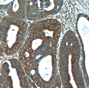 FGFBP1 antibody|FGFBP1抗体