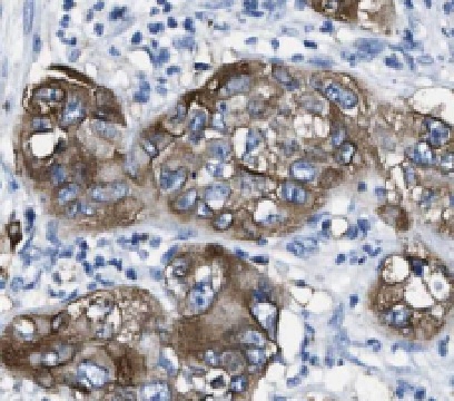 HEPH antibody|HEPH抗体