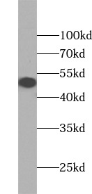 WWTR1 antibody|WWTR1抗体