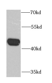 CHRFAM7A antibody|CHRFAM7A抗体
