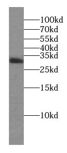STX3 antibody|STX3抗体