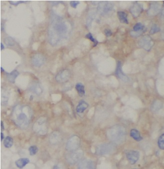 AFM antibody|AFM抗体 FNab00199