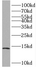 BOLA1 antibody|BOLA1抗体