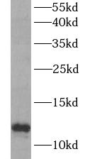 MIF antibody|MIF抗体