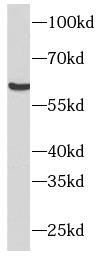 NR5A2 antibody|NR5A2抗体