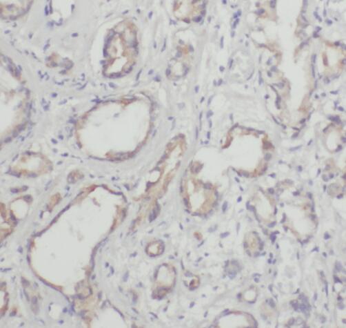 SHPK antibody|SHPK抗体