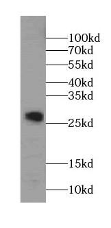 STX8 antibody|STX8抗体