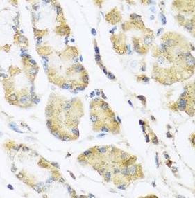 MLN antibody|MLN抗体