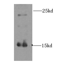 INSL3 antibody|INSL3抗体