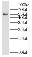 P3H4 antibody|P3H4抗体