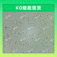 KO细胞现货