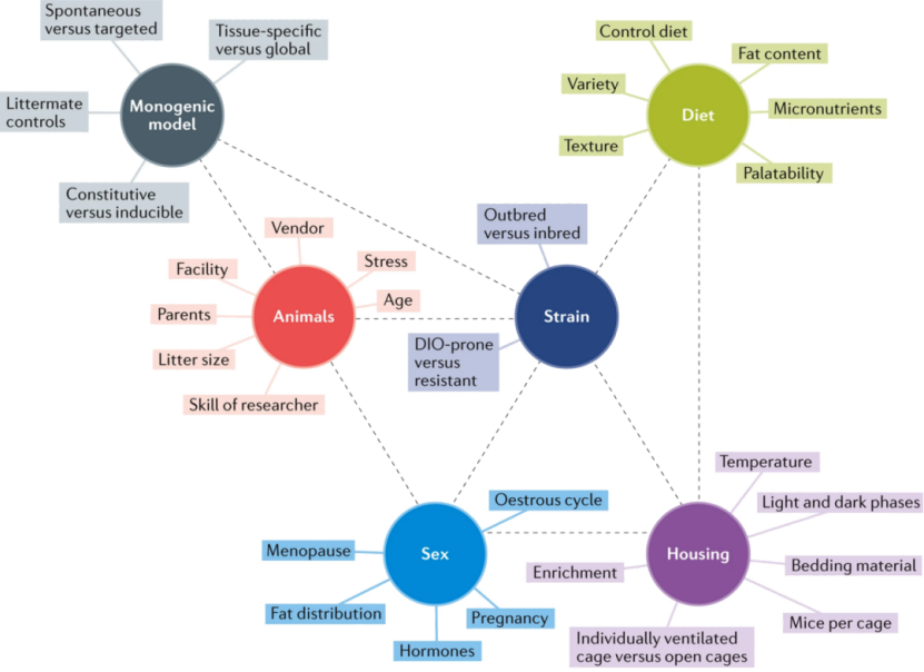 降脂增肌，减肥药物开发必备模型！