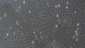 大鼠原代主动脉弓平滑肌细胞