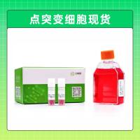 点突变细胞现货