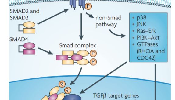 TGF-β：为何它是体内不可或缺的多面手？