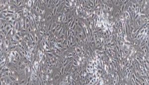 大鼠原代主动脉弓内皮细胞