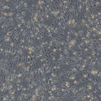 浙江美森-大鼠原代海马神经元细胞