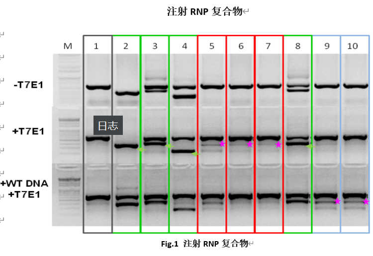 搭载双核定位信号(NLS)的Cas9蛋白—快速、可靠、高性价比的基因组编辑工具