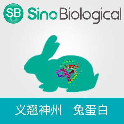 重组兔 TSLP 蛋白 (His Tag)