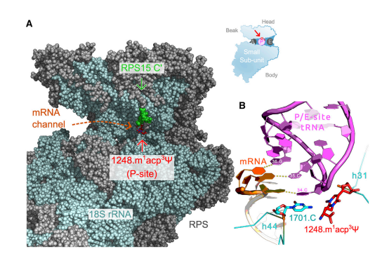首次界定！癌细胞中普遍存在的m¹acp³Ψ修饰缺失驱动新型“癌核糖体”生成